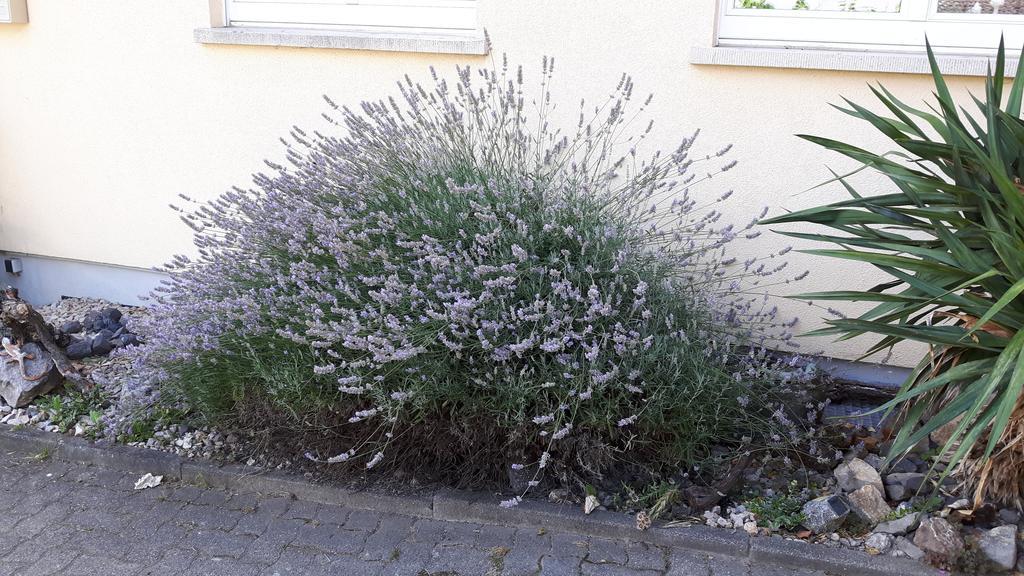 شقة Winzerhof Senn فوغتسبورغ المظهر الخارجي الصورة